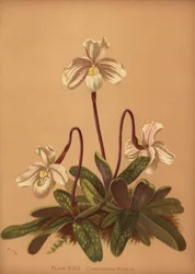 Orchidée Paphiopedilum niveum (Cypripedium niveum)